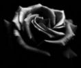 Černá růže - Prolog